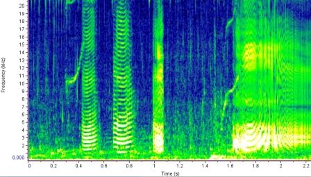 risso's dolphin spectrogram